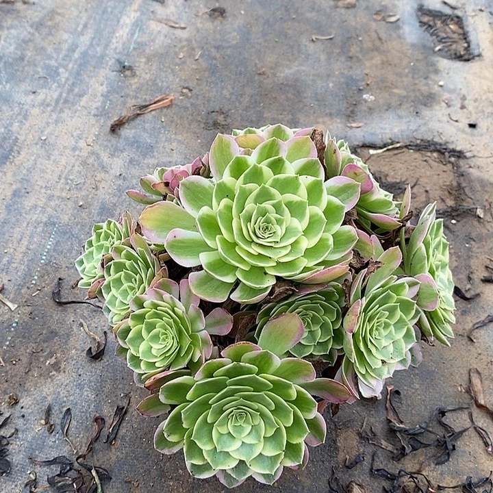 海王多肉植物022