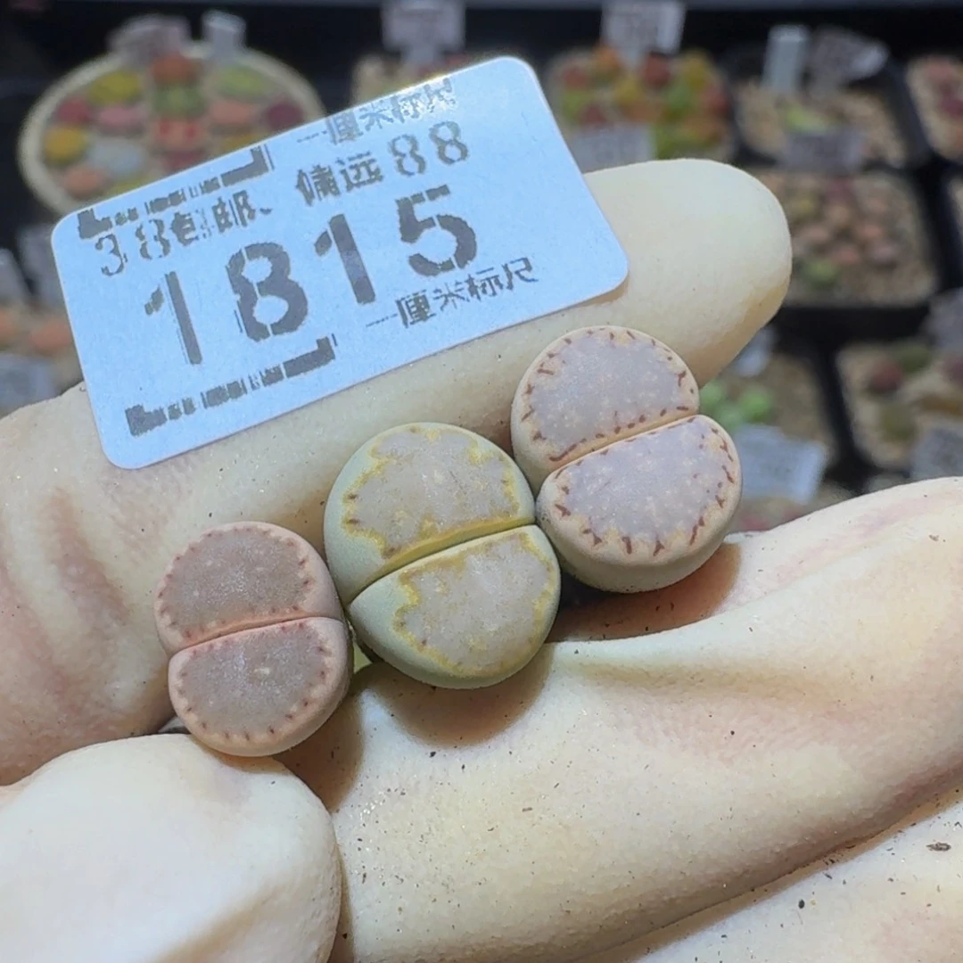 小***乖Ssss精品生石花1815