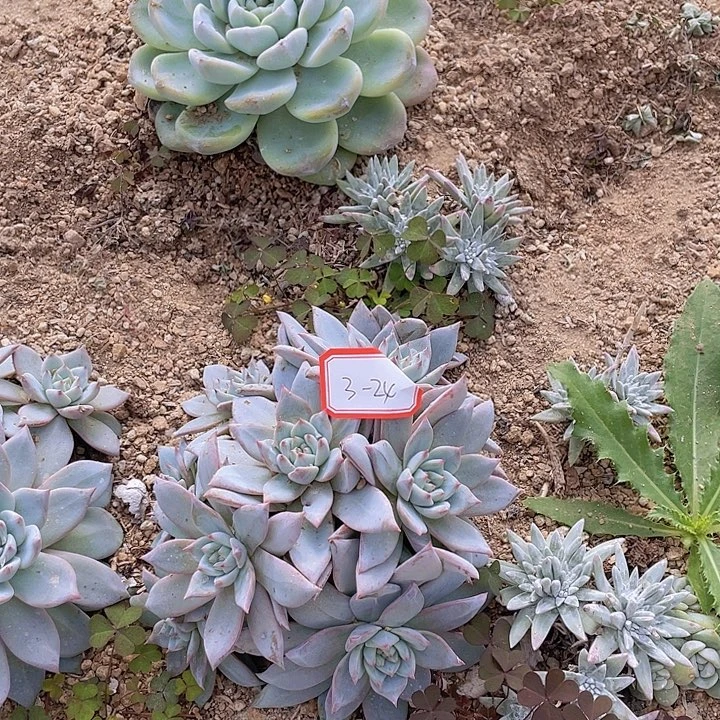 粉蓝鸟多头群三杠24号