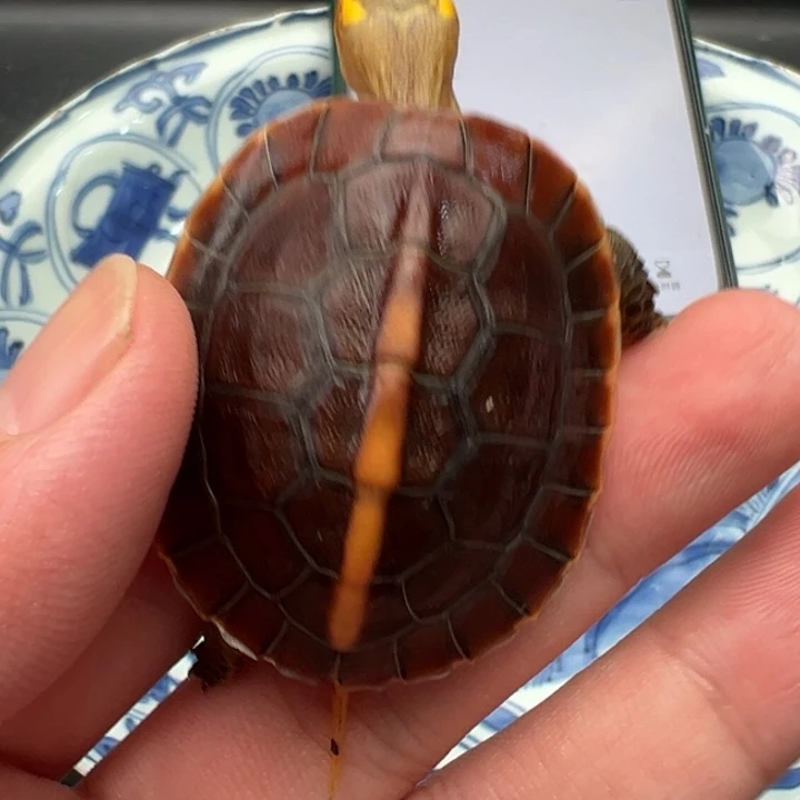 孟***成绿毛龟母啦们我也是很开心