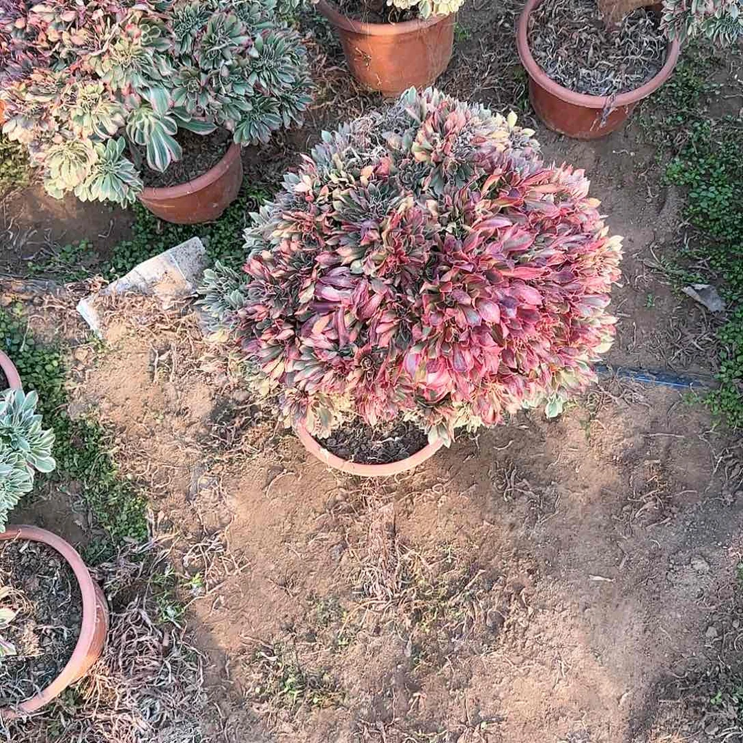 心缀话脱土发货缀话