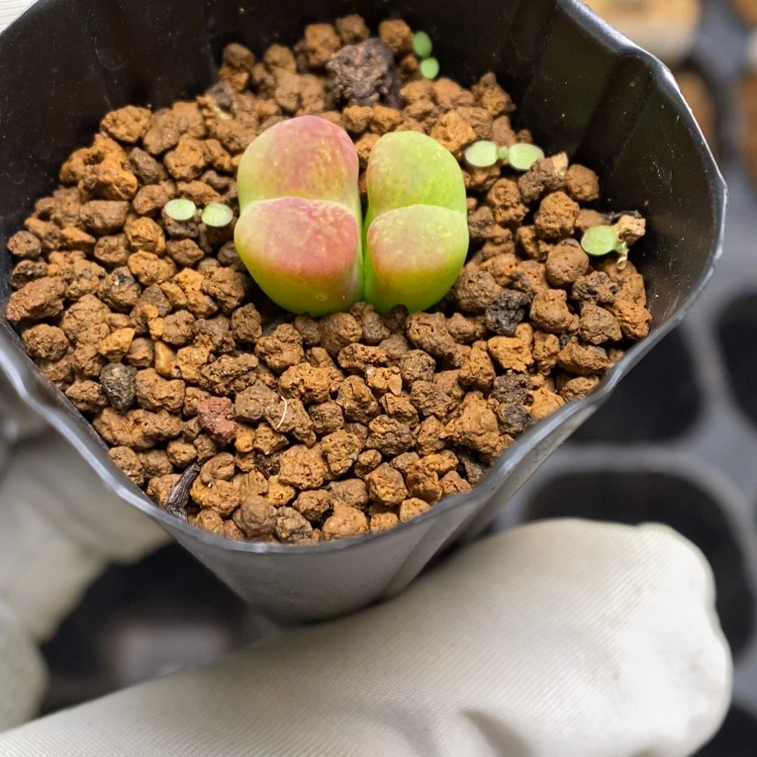多肉植物肉锥杂交K-3788 墨杂