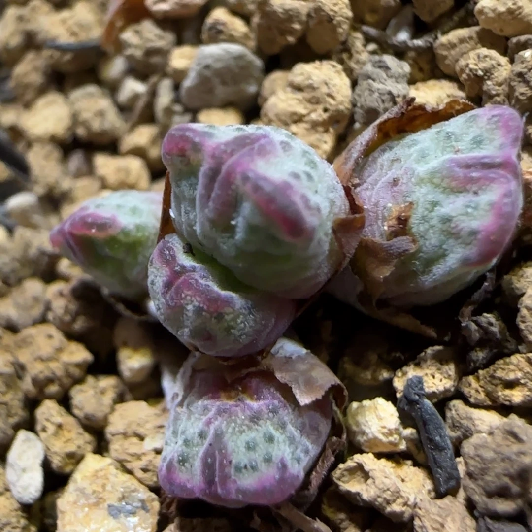 8.7。。红边斑马。。。2024