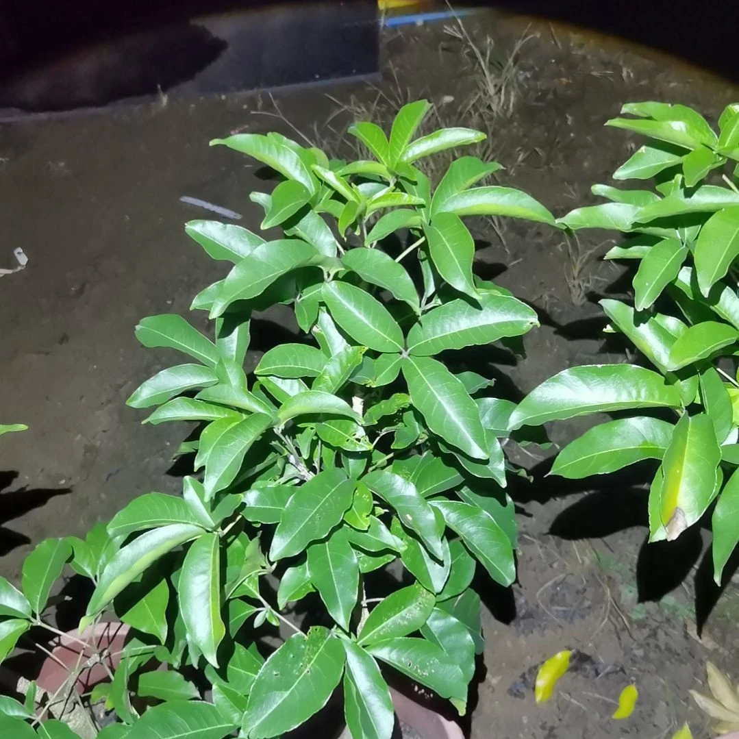 ****丫当前无花栽培后可以开花