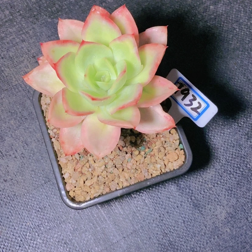 【闪购商品】?**主1932