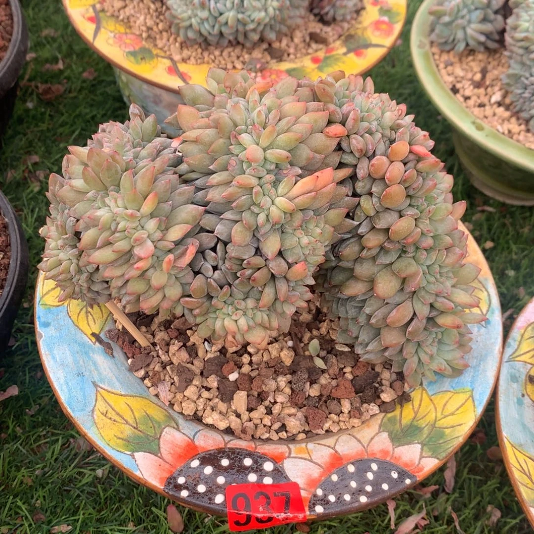 937橙子111111111111