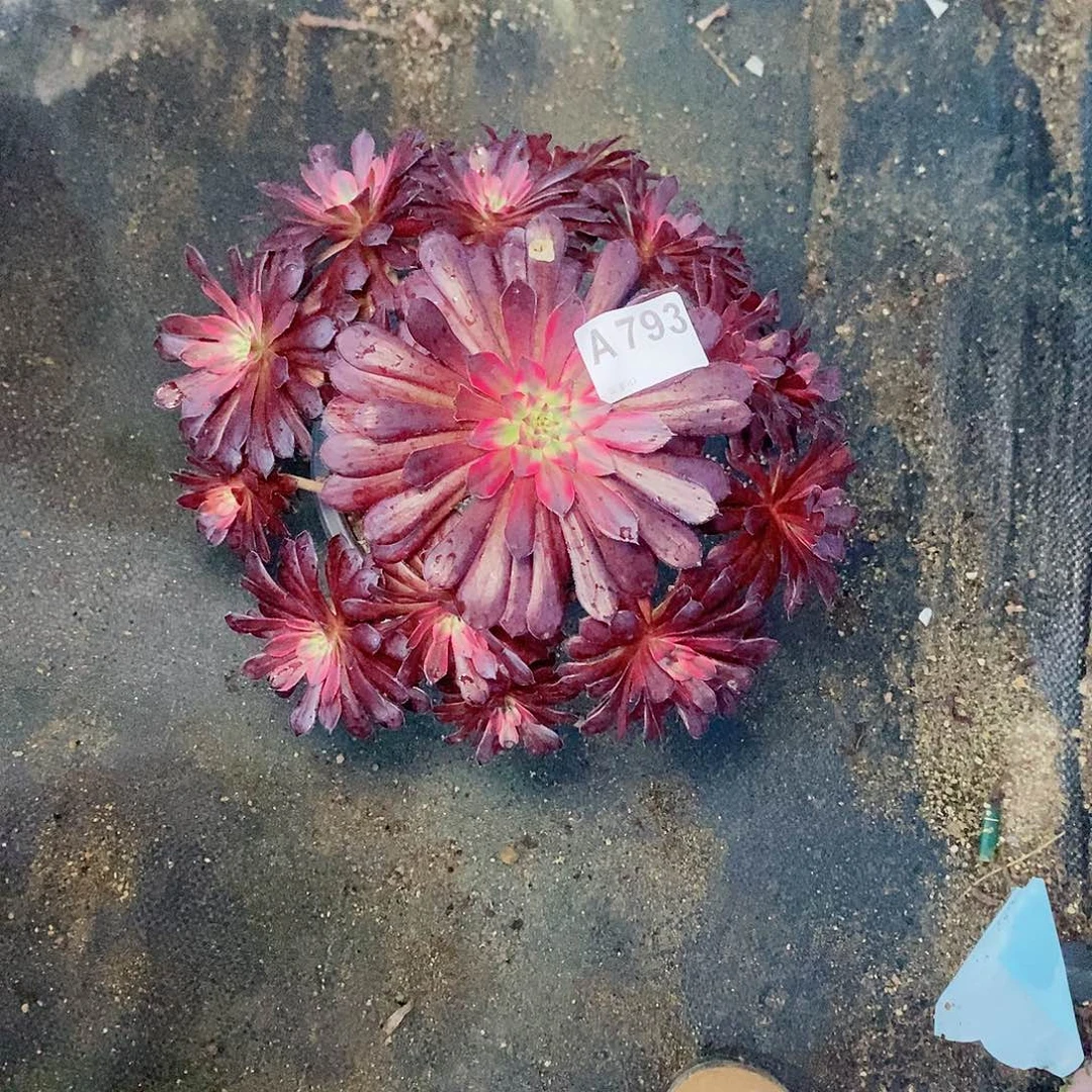 黑天鹅793炖肉11111