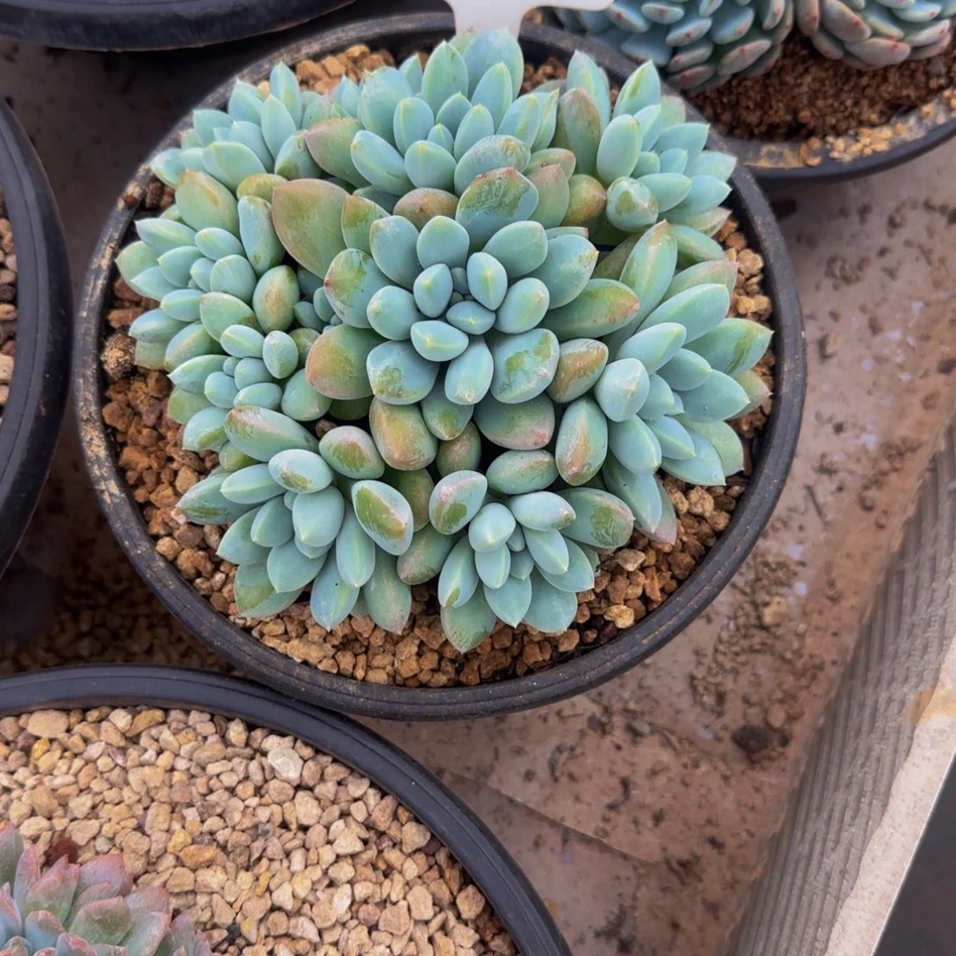 大叶奶糖1267号1111