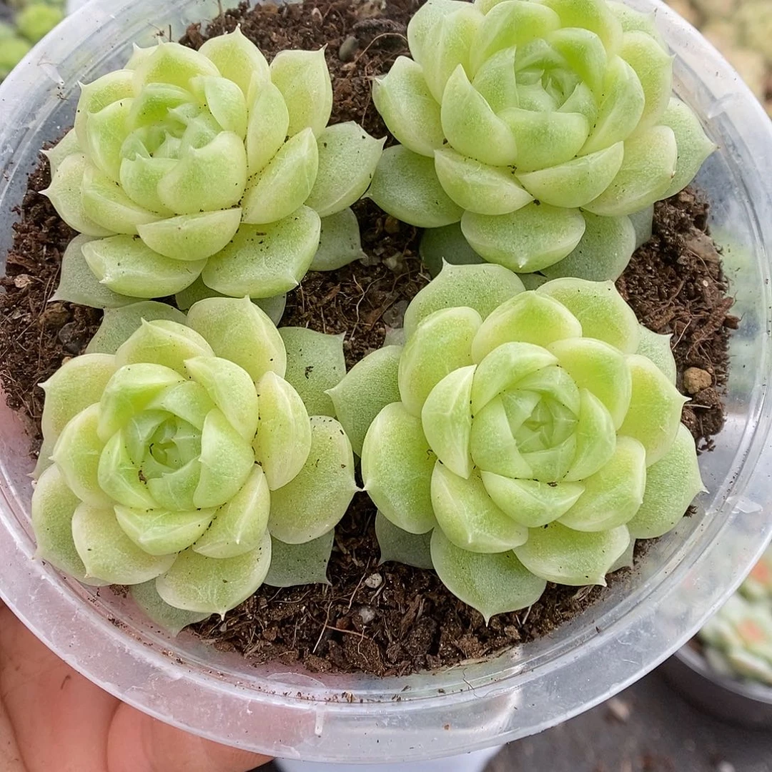 一物一拍一物一拍911-290