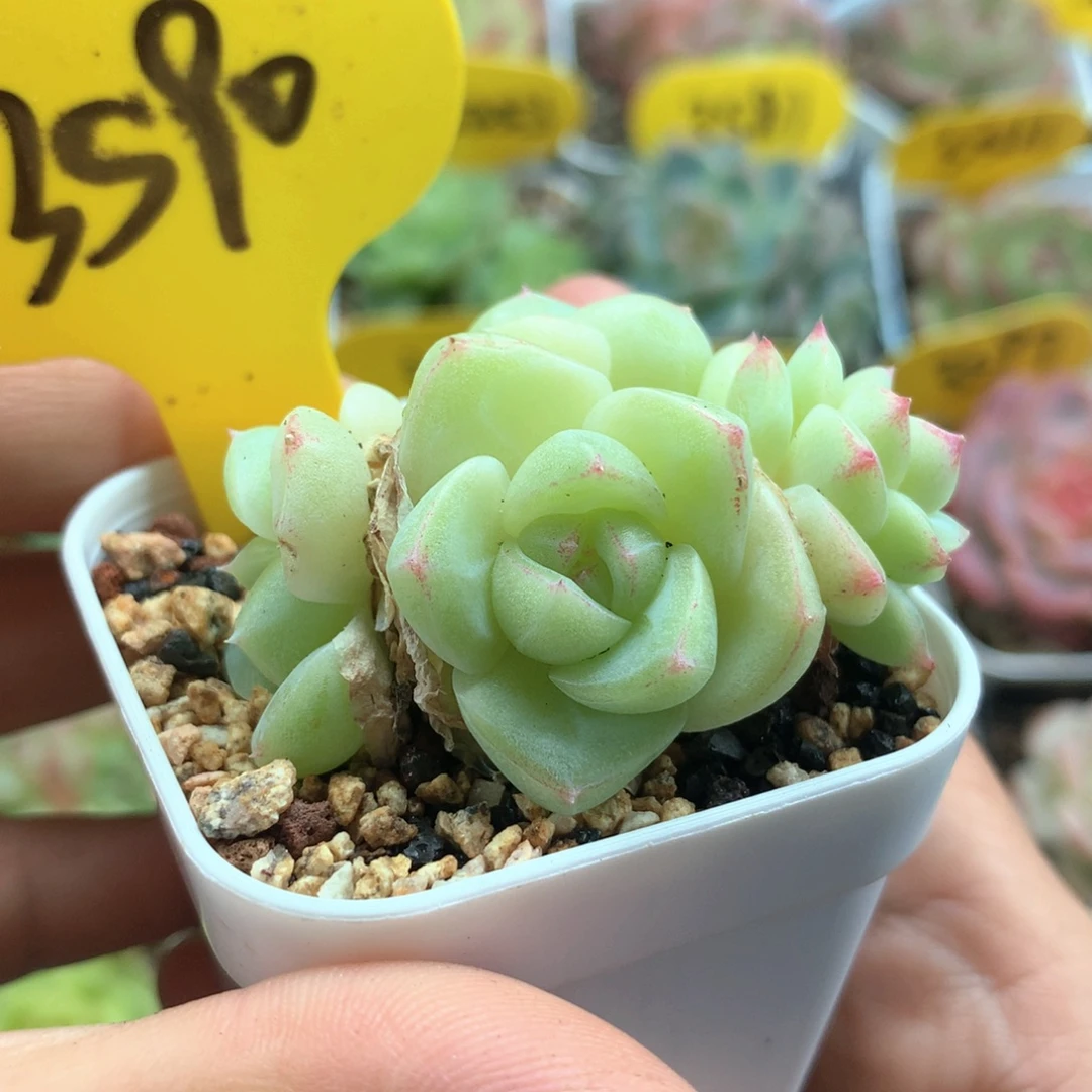 纯白透肥圆叶珍妮去3590