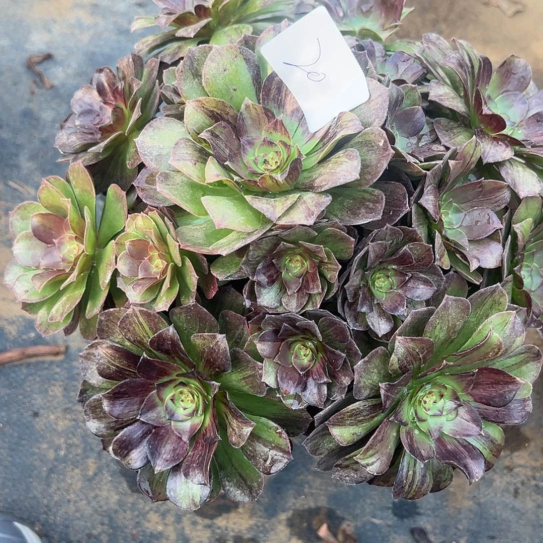 12.10-20墨染多肉植物