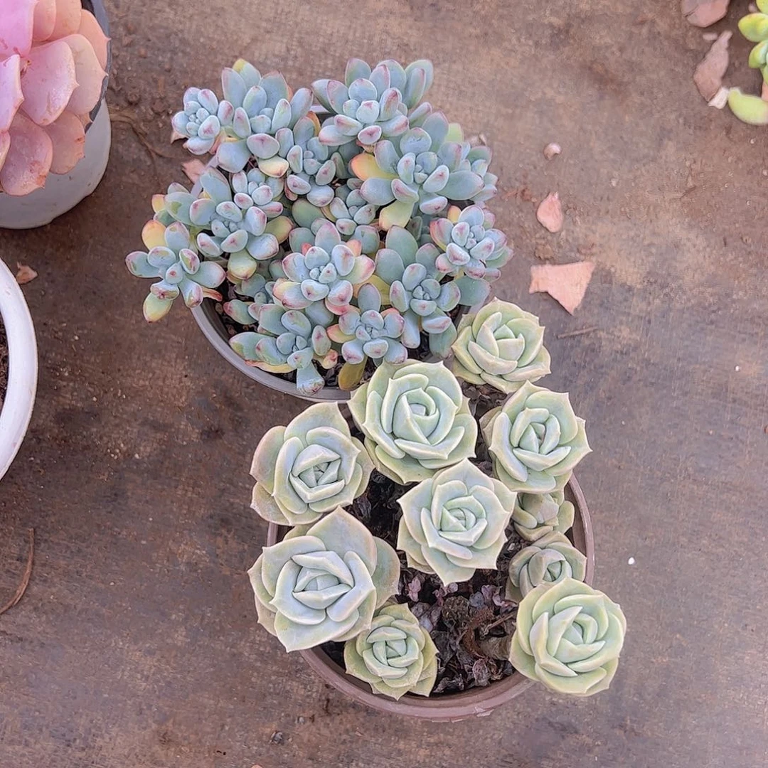 汤姆漫画，可爱玫瑰散群，带盆土各一盆