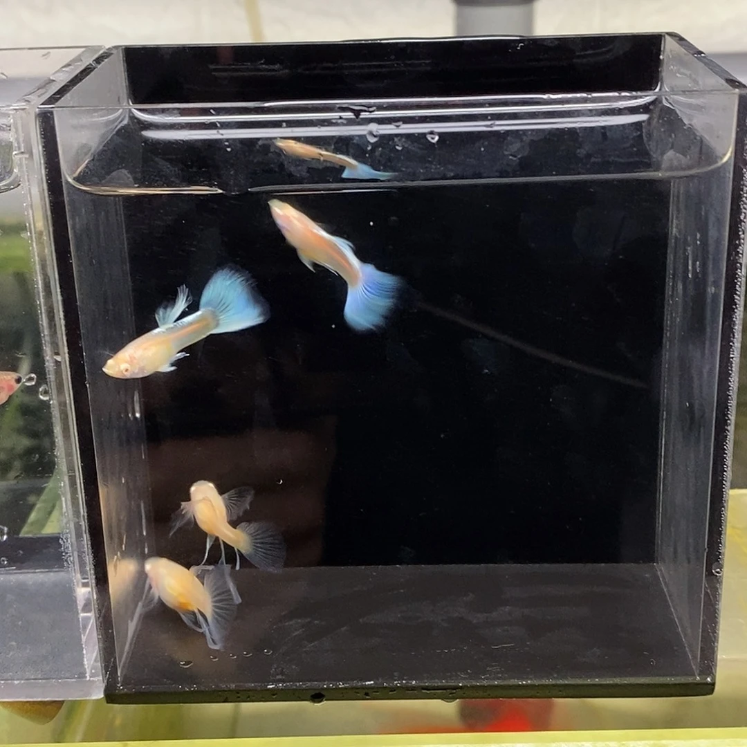 孔雀鱼蓝白大c特价2对