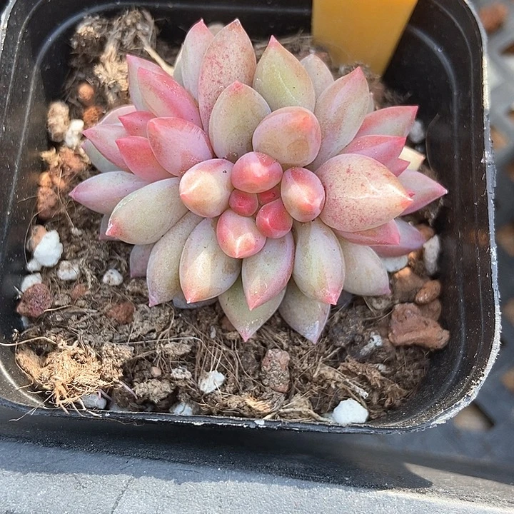 多肉植物虞美人6136