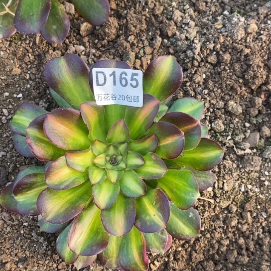165绍修七彩多肉植物