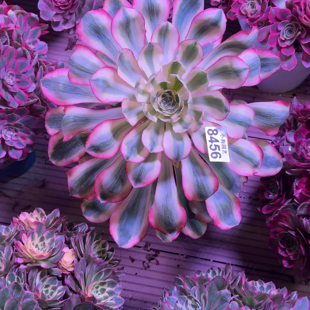 顾*诚爱丽丝多肉植物8456