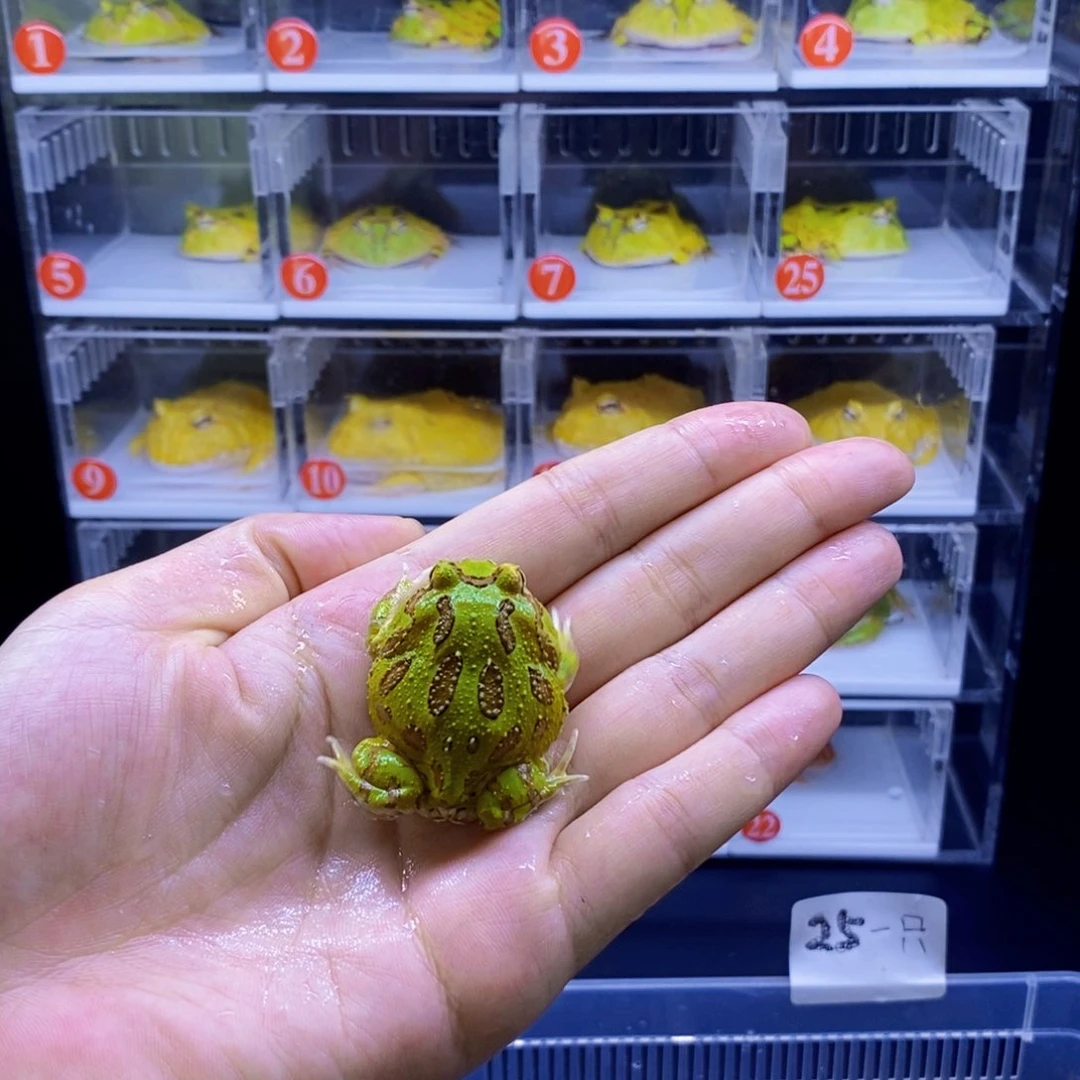 三基因后代绿角蛙包邮