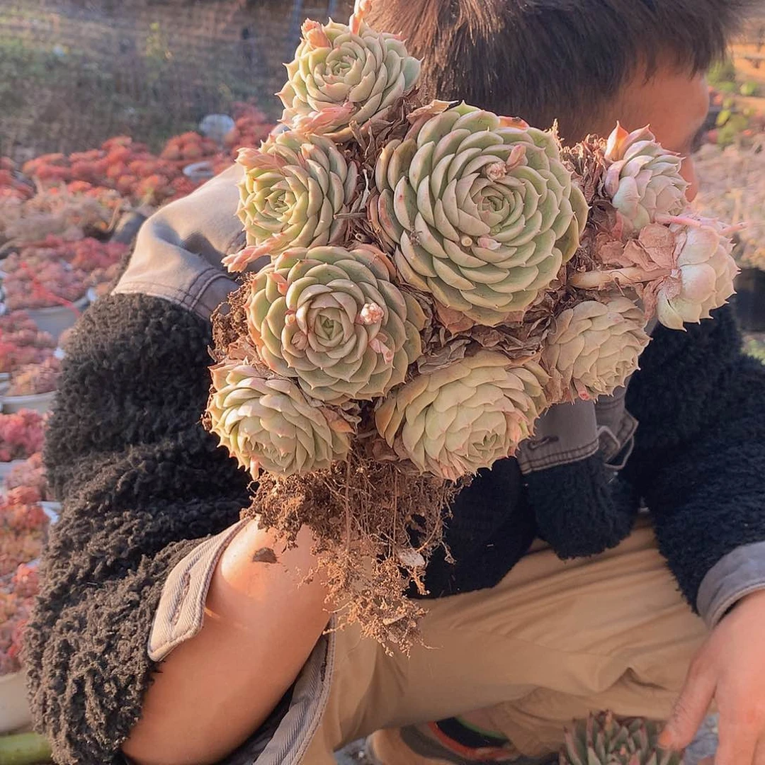 外播多肉昂斯诺9.9