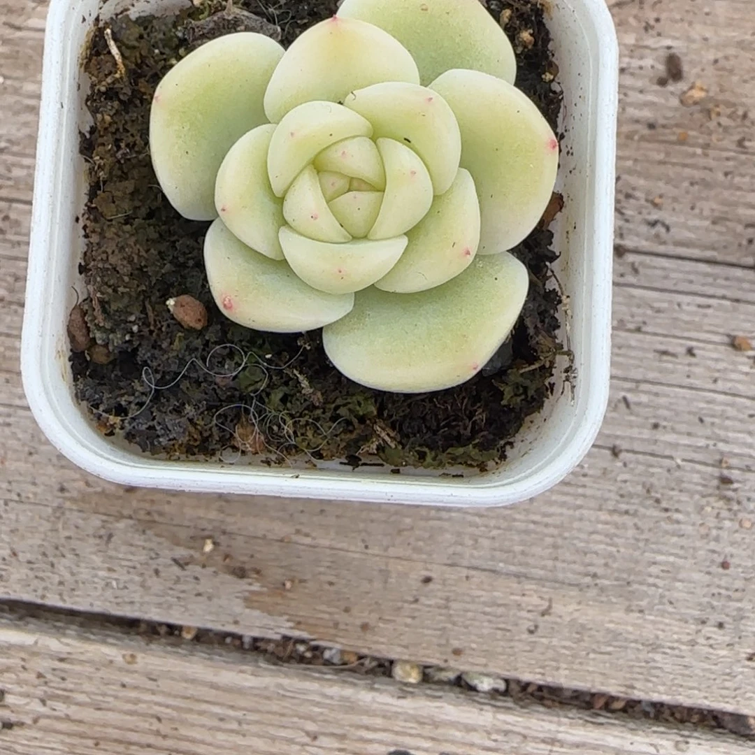 M***u玉纱盆1个 满25包邮