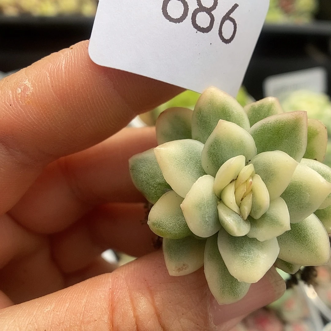 一物一拍一物一拍925-686
