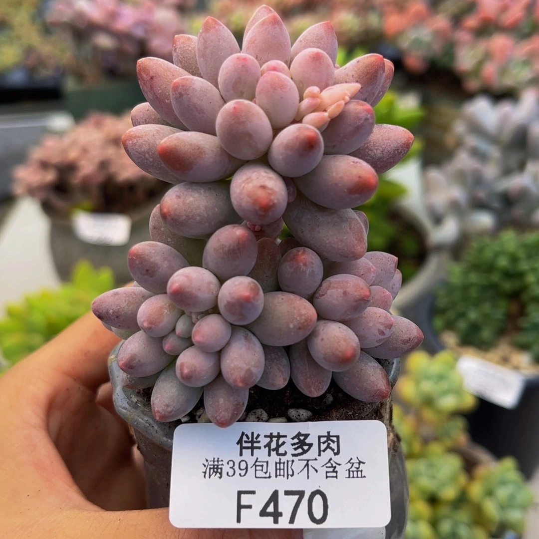 470-香水手指奶酪多肉5cm