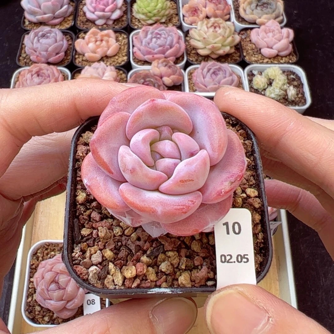 雪莲10、哈哈哈哈