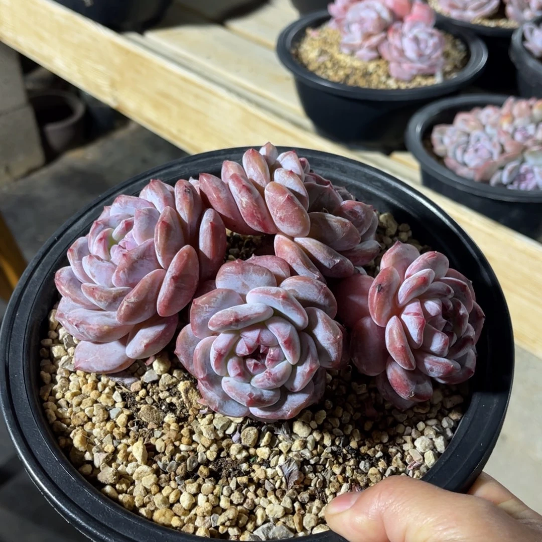 星影突尼斯有摘 一物一拍不支持退换