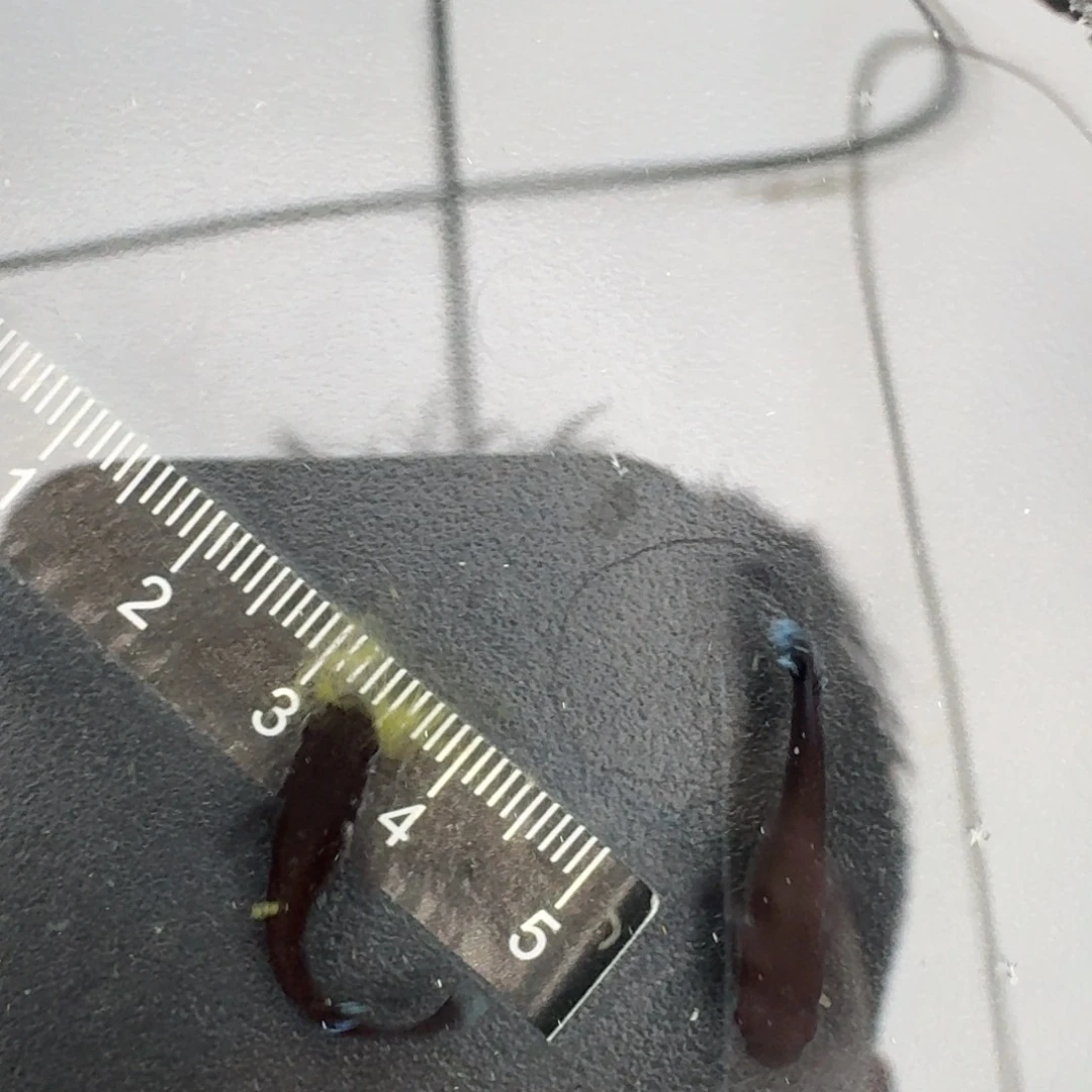 青鳉耀变天目579号