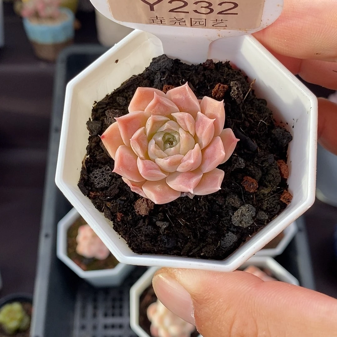 0232 瘤财单头 3.5cm