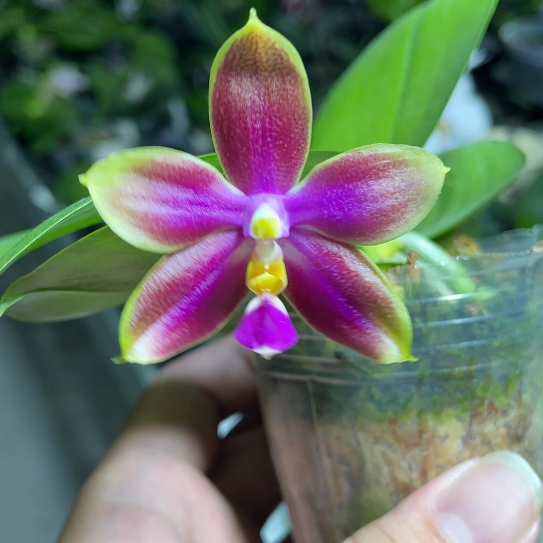 完全开放小番茄 开花株 108号