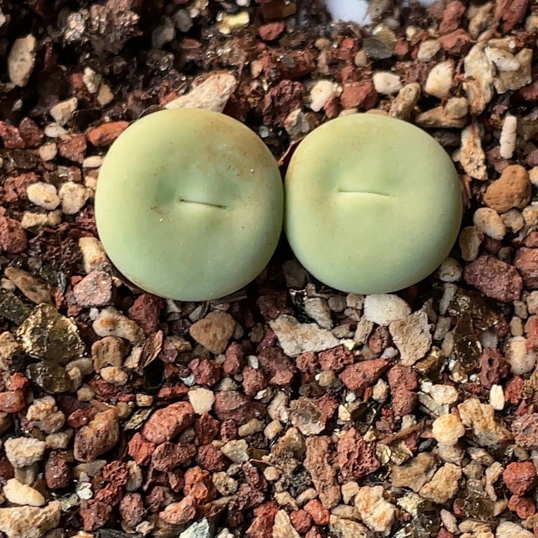 18-170嘴多肉植物肉锥