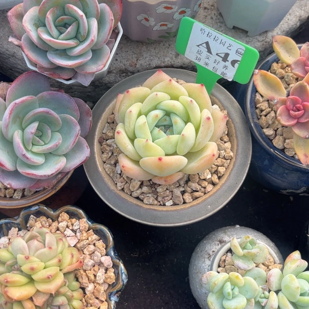 柒*多肉植物预支付111111