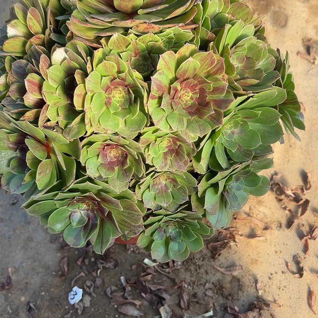 12.5-19花月夜多肉植物1