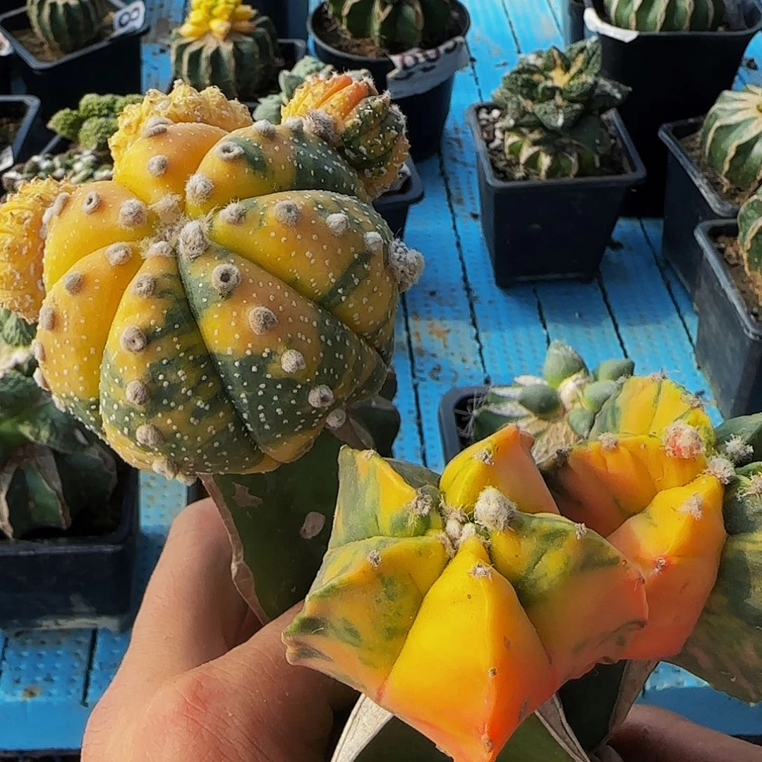 三颗010仙人球开花