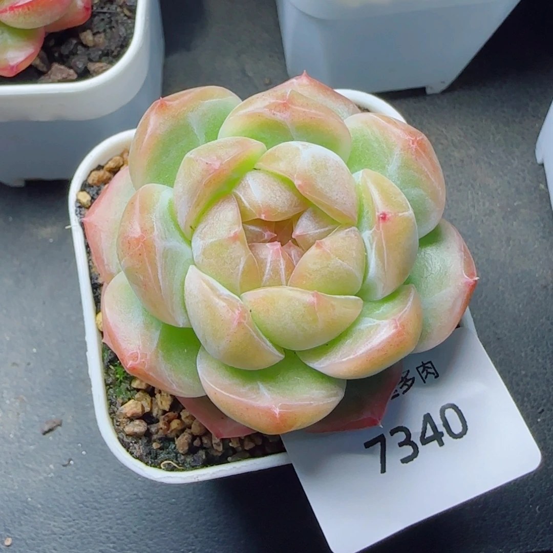 栀子花，7340多肉植物