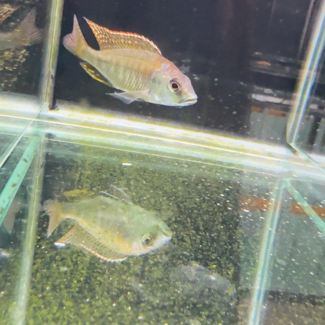 咸***渺海水红翅绿珍珠35。0。