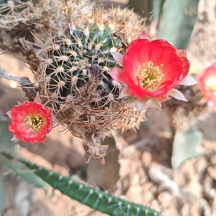 丽花红羽火龙果嫁接福
