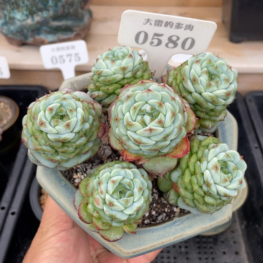 0580天鹅绒不带盆14厘米