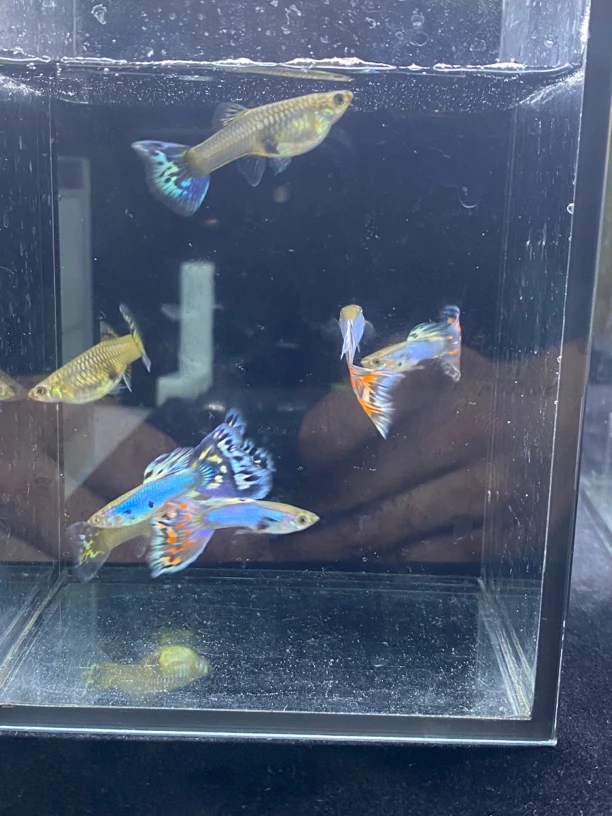 精品种鱼辛加蓝马赛克孔雀鱼小型热带观赏鱼（入缸不包损）