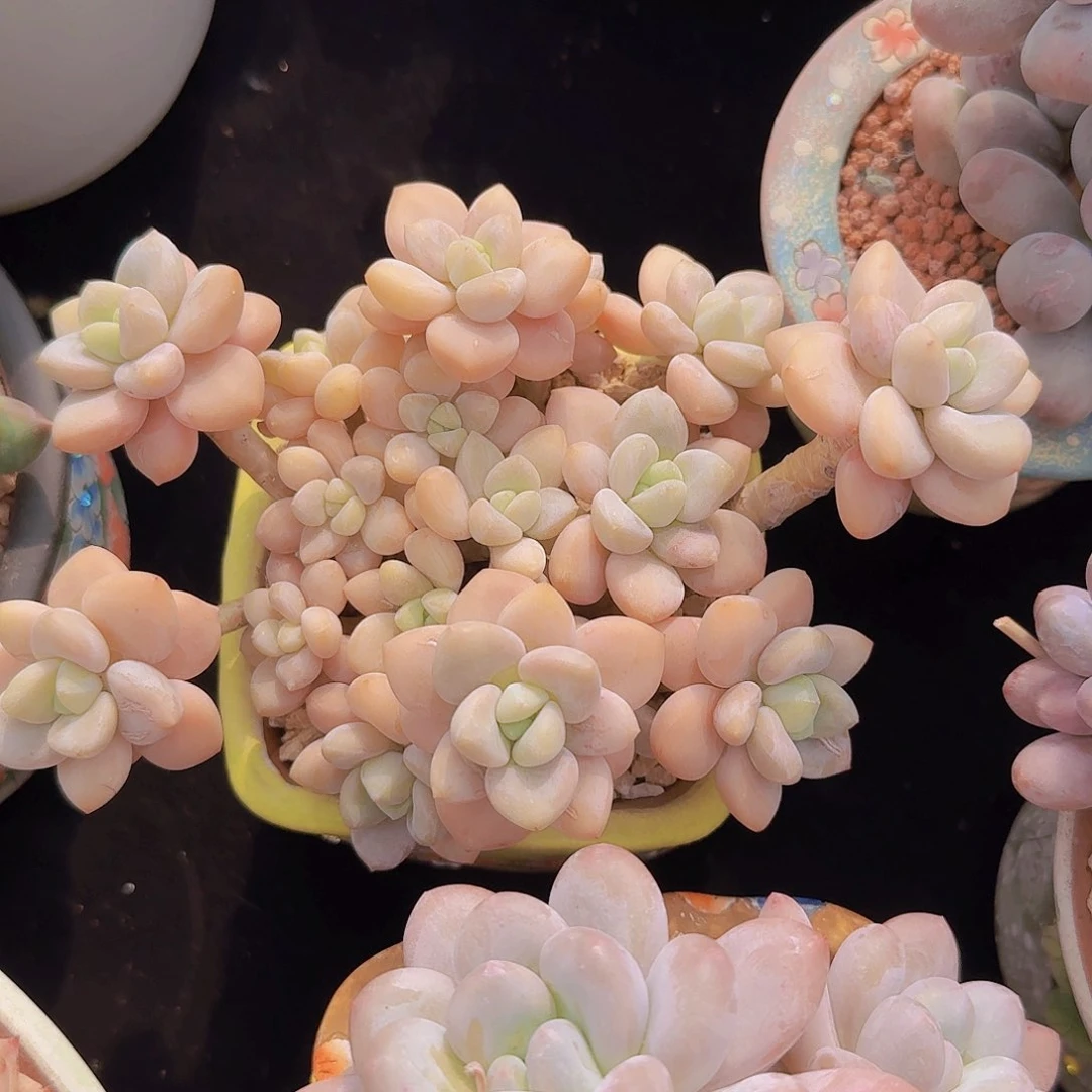 墨妍姐专拍一物一拍