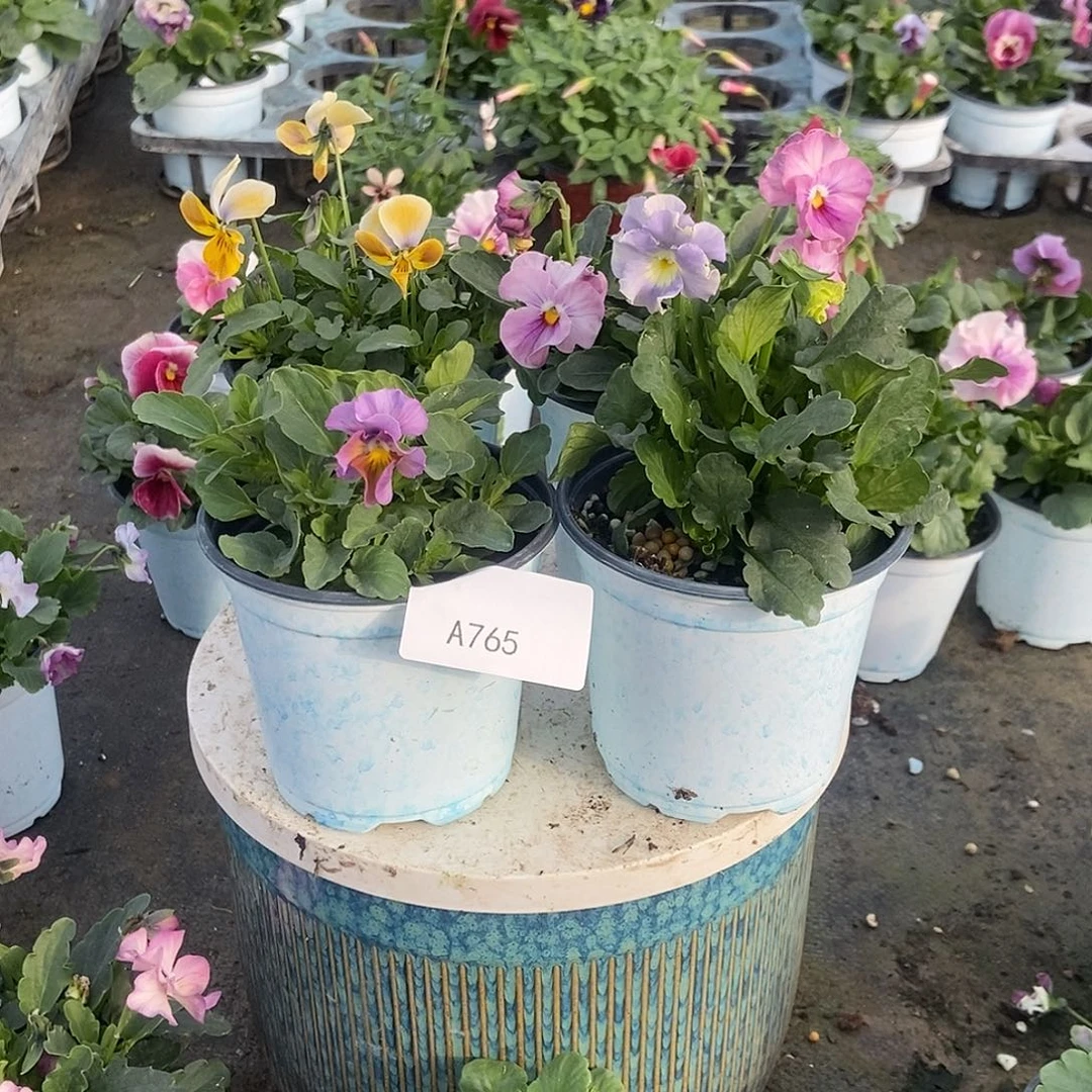 大部分花苞少量开放765