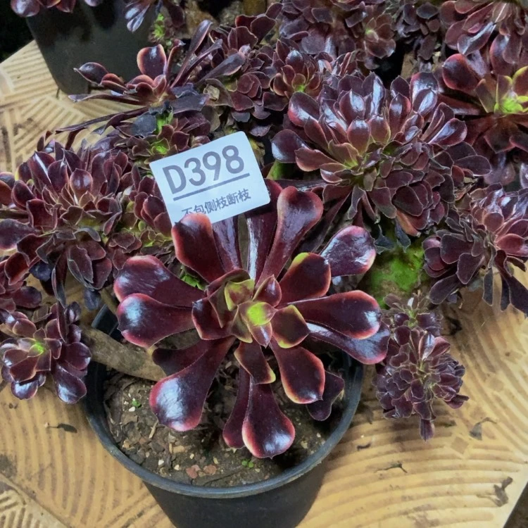 【闪购商品】398欧嘉莉多肉
