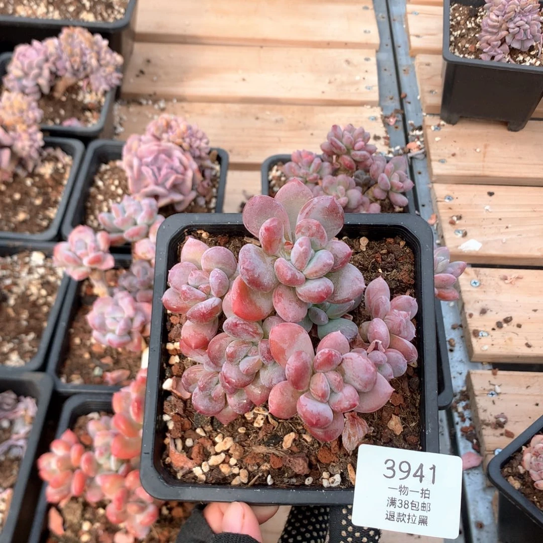 10厘米九头欧洲美人3941