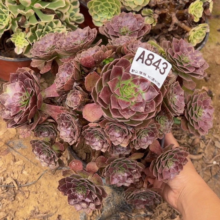 赤炎链多肉植物843.