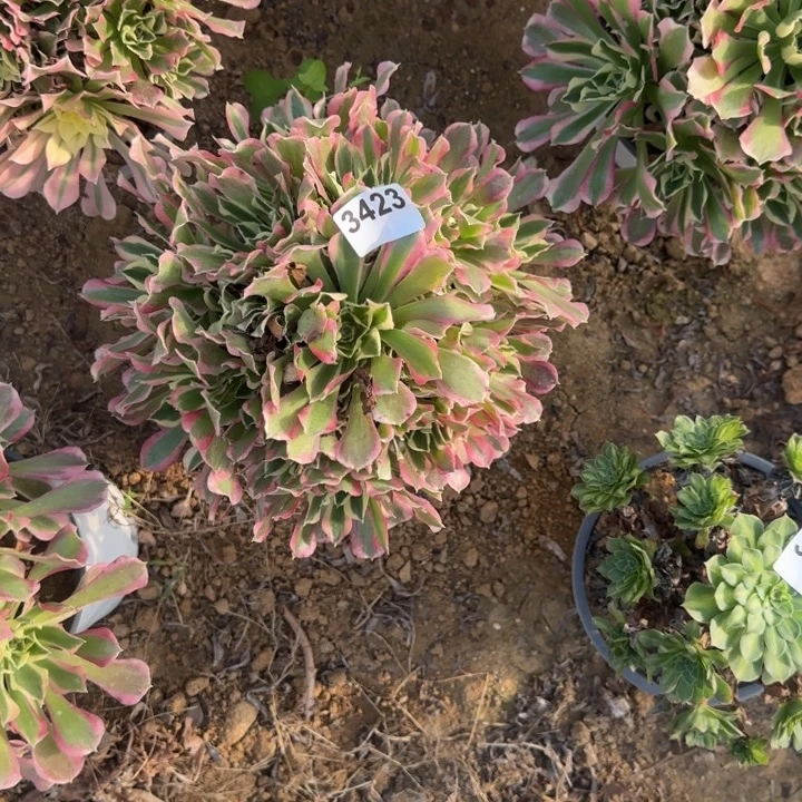 3423白凤清棚处理不包断枝