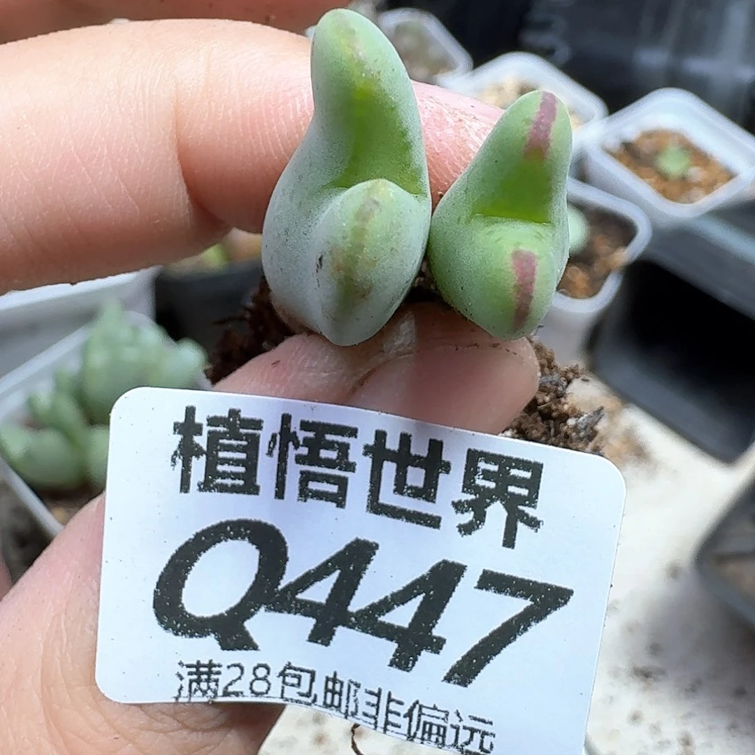 多肉植物的润泽mmmm