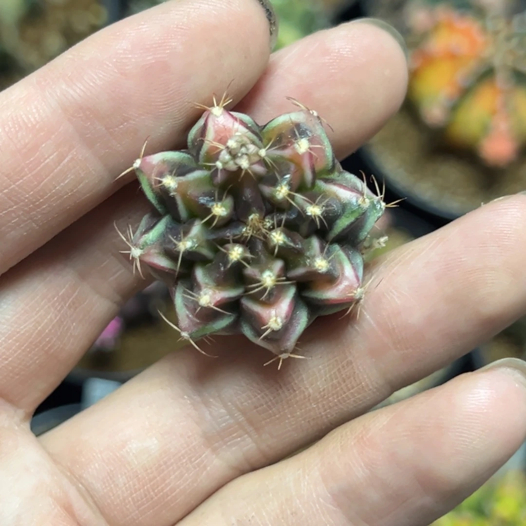 啤酒侧芽自根脱土发货