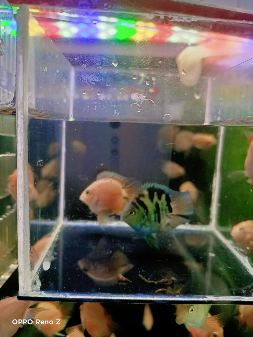 宝蓝、胭脂粉一对