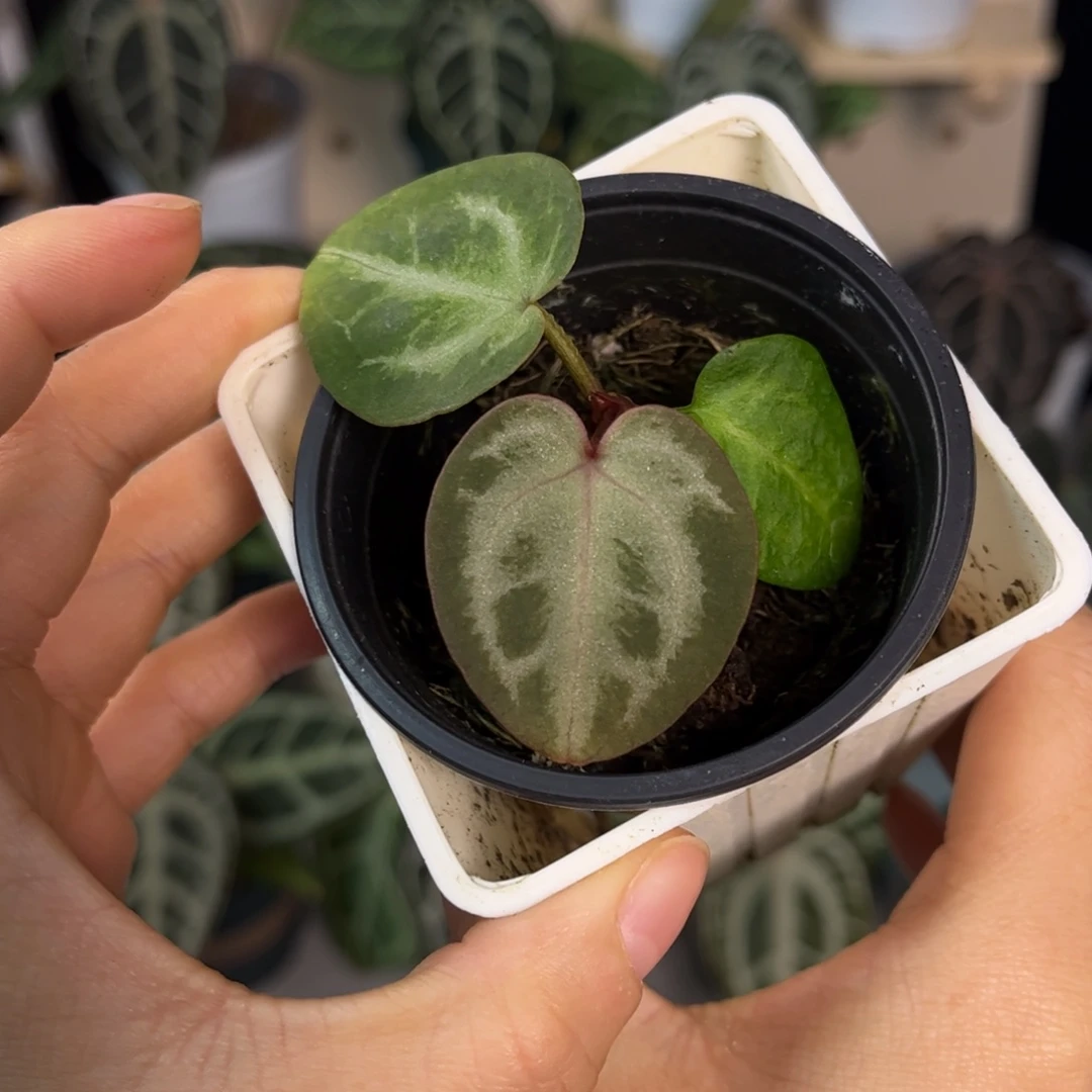 无花朵005 粉红银红