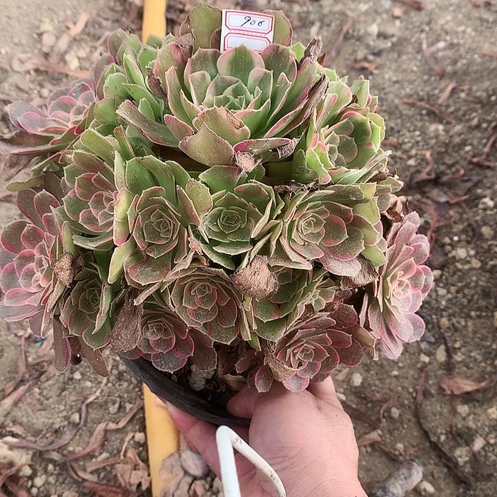 906安娜锦多肉植物